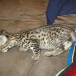 Rhett, F-2B Savannah, Male, Brown Black spotted DOB 6-16-16