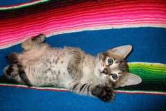 Oliver Savannah, F-6B Male BST DOB 4-25-16