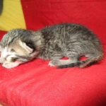 Savannah, F-6B BST Male, DOB 4-25-16