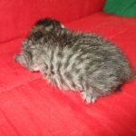 Savannah, F-6B BST Male, DOB 4-25-16