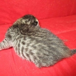 Savannah, F-6B BST Male, DOB 4-25-16