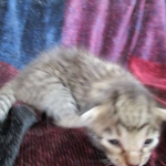 Savannah, F-6B BST Male, DOB 4-25-16