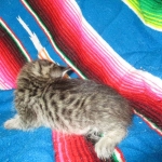 Savannah, F-6B BST Male, DOB 4-25-16