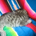 Savannah, F-6B BST Male, DOB 4-25-16