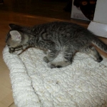 Savannah, F-6B BST Male, DOB 4-25-16