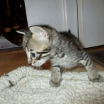 Savannah, F-6B BST Male, DOB 4-25-16