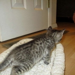 Savannah, F-6B BST Male, DOB 4-25-16