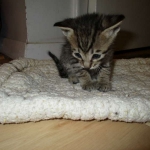 Savannah, F-6B BST Male, DOB 4-25-16