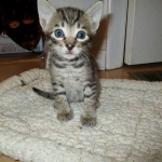 Savannah, F-6B BST Male, DOB 4-25-16