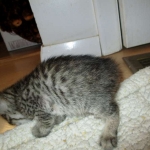 Savannah, F-6B BST Male, DOB 4-25-16