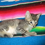 Savannah, F-6B BST Male, DOB 4-25-16