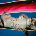 Savannah, F-6B BST Male, DOB 4-25-16