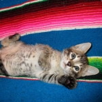 Savannah, F-6B BST Male, DOB 4-25-16