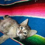 Savannah, F-6B BST Male, DOB 4-25-16