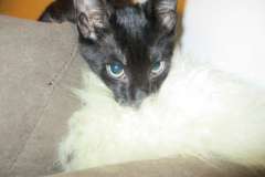 Kosmo Savannah Black on Black F-6B Male 2 DOB 4-9-16