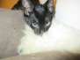 Kosmo Savannah Black on Black F-6B Male 2 DOB 4-9-16