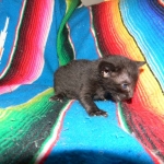 Savannah F-6B Male, Black on Black, DOB 4-9-16