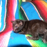 Savannah F-6B Male, Black on Black, DOB 4-9-16