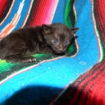 Savannah F-6B Male, Black on Black, DOB 4-9-16