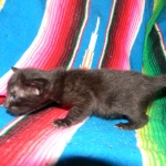 Savannah F-6B Male, Black on Black, DOB 4-9-16