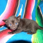 Savannah F-6B Male, Black on Black, DOB 4-9-16