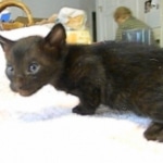 Savannah F-6B Male, Black on Black, DOB 4-9-16