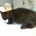 Savannah F-6B Male, Black on Black, DOB 4-9-16