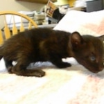 Savannah F-6B Male, Black on Black, DOB 4-9-16