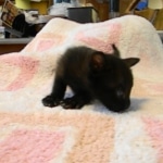 Savannah F-6B Male, Black on Black, DOB 4-9-16