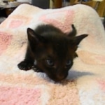 Savannah F-6B Male, Black on Black, DOB 4-9-16