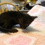 Savannah F-6B Male, Black on Black, DOB 4-9-16