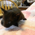 Savannah F-6B Male, Black on Black, DOB 4-9-16