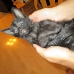 Savannah F-6B Male, Black on Black, DOB 4-9-16