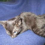 Savannah F-6B Male, Black on Black, DOB 4-9-16