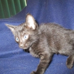 Savannah F-6B Male, Black on Black, DOB 4-9-16