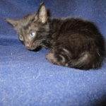 Savannah F-6B Male, Black on Black, DOB 4-9-16