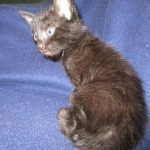 Savannah F-6B Male, Black on Black, DOB 4-9-16