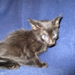 Savannah F-6B Male, Black on Black, DOB 4-9-16