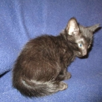 Savannah F-6B Male, Black on Black, DOB 4-9-16