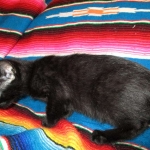 Savannah F-6B Male, Black on Black, DOB 4-9-16