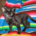 Savannah F-6B Male, Black on Black, DOB 4-9-16