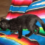 Savannah F-6B Male, Black on Black, DOB 4-9-16