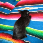 Savannah F-6B Male, Black on Black, DOB 4-9-16