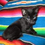 Savannah F-6B Male, Black on Black, DOB 4-9-16