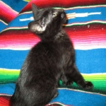 Savannah F-6B Male, Black on Black, DOB 4-9-16