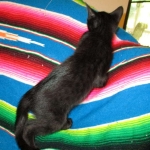 Savannah F-6B Male, Black on Black, DOB 4-9-16