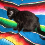 Savannah F-6B Male, Black on Black, DOB 4-9-16