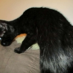 Savannah F-6B Male, Black on Black, DOB 4-9-16