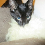 Savannah F-6B Male, Black on Black, DOB 4-9-16