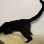 Savannah F-6B Male, Black on Black, DOB 4-9-16